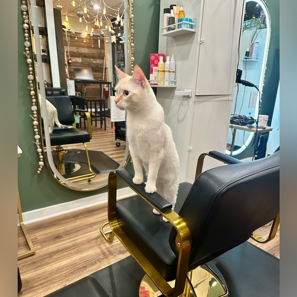 Meet your Posher, Scarlett - Picture 4 of 9